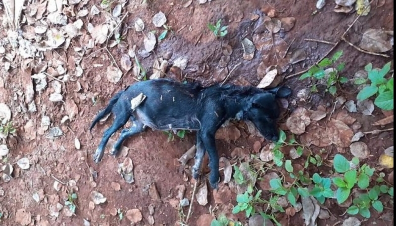Autores de matanza canina en Maxcanú deben ser castigados: activista