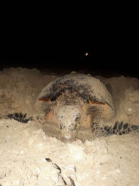 Llaman a no interactuar con tortugas marinas en temporada de arribazón