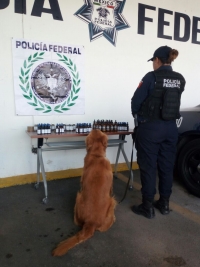 Perros policías detectan droga en frascos