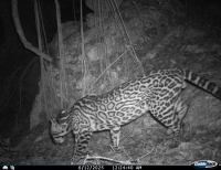 C&aacute;maras trampa muestran gran biodiversidad en montes de Sanahcat