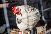 Ordenan sacrificio de 70 mil gallinas por brote de influenza aviar