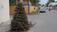 Comuna meridana activará cinco centros de acopio de árboles de navidad