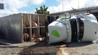 Vuelca trailer con cerdos