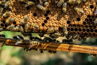 Abejas africanizadas, importantes para producción de miel