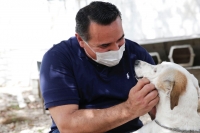 Capacitan a empleados municipales en manejo de fauna doméstica