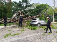 &Aacute;rboles ca&iacute;dos y cortocircuitos dejan fuertes lluvias