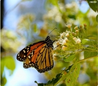 Mariposa monarca: símbolo ancestral