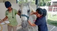 Descartan especialistas maltrato a caballos de calesas