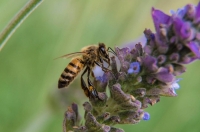 Sin las abejas habrá desabasto de alimentos