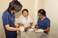 Conmemoran Día Nacional del Veterinario en la UADY