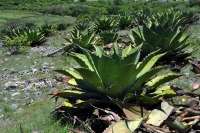 Mezcal mexicano conquista el mundo