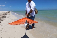 Fauna nociva en playas de Progreso