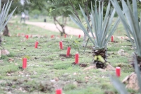 Plantarán 30 mil árboles más en parque Paseo Henequenes