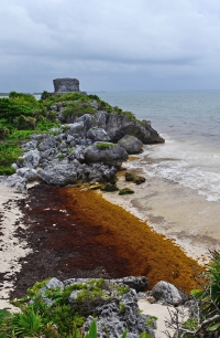 Sin afectaciones por sargazo en Quintana Roo