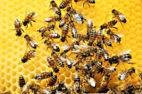 Abejas, en riesgo por ola de calor extremo en el país