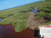 Exhortan a Profepa investigar ecocidio en manglares