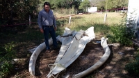 Esqueleto de ballena será expuesto en Progreso