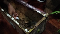 Abejas, amenazadas por fumigaciones y destrucción de hábitat