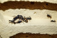 Hormigas, aliadas para entender si es posible prevenir el envejecimiento de ovarios