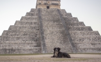 Reanudarán rescate de perros en Chichén Itzá