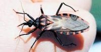 Mal de Chagas, presente en Yucatán