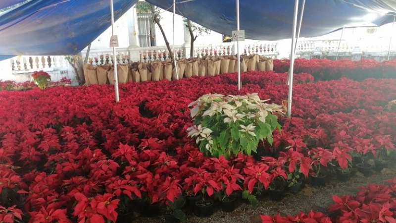 Yucatecos prefieren flor de Nochebuena tradicional