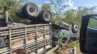 Tráiler con más de 100 cerdos sufre volcadura