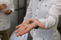 Sargazo: de problema ambiental a motor económico