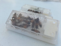 Continúa entrega de abejas reinas a apicultores yucatecos