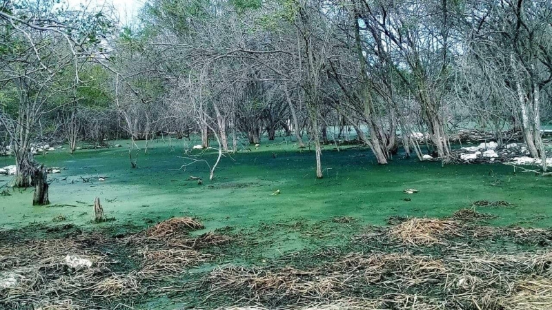 Inspeccionan daño ambiental de granjas porcícolas