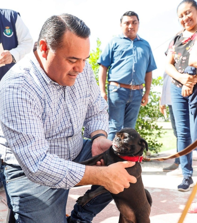 Lanzan app para fomentar la adopción canina y felina