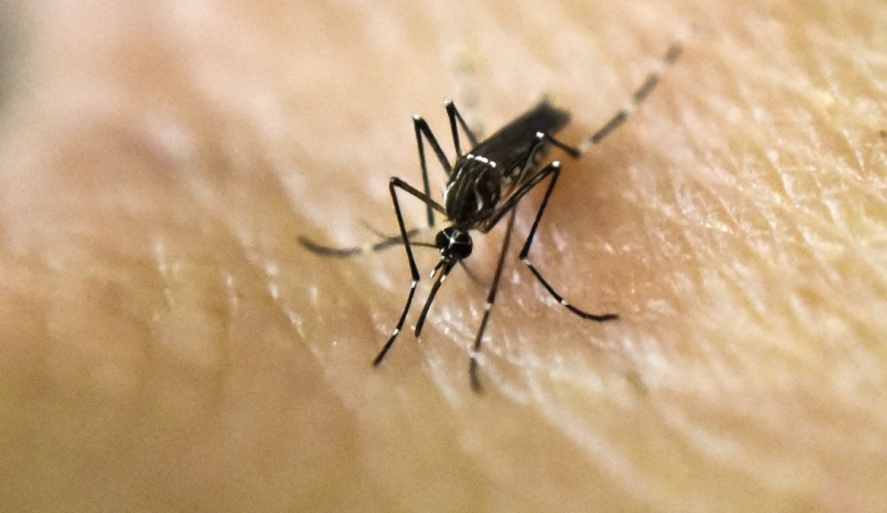 Repunta el dengue en Yucatán