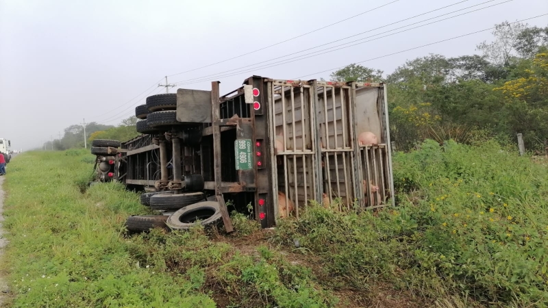 Vuelca tráiler cargado con cerdos en la Mérida-Cancún 