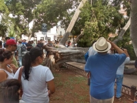 Cae árbol en la Plaza Grande