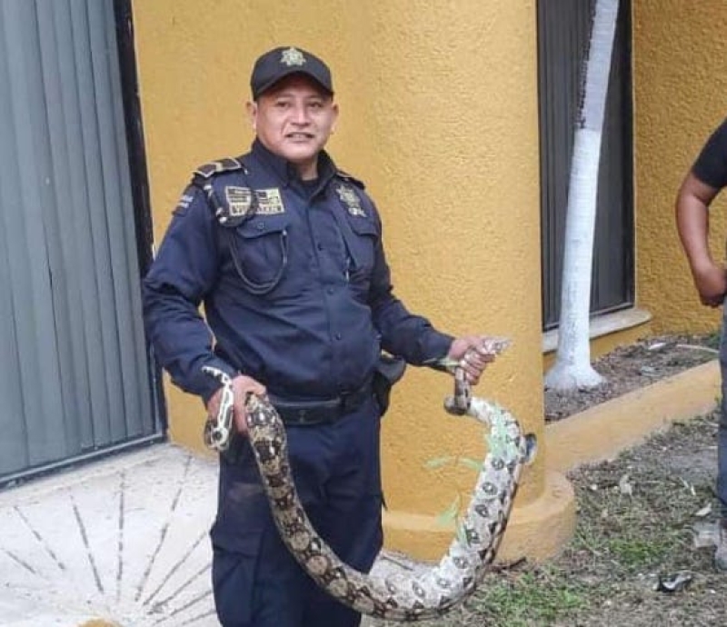 Atrapan boa constrictor al interior de la FCA-UADY