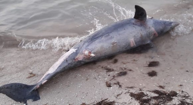 Recala otro delfín muerto en Progreso