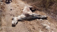 Masacre de caballos debe detenerse: PVEM
