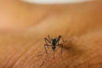Urge prevenir criaderos de moscos, advierte especialista