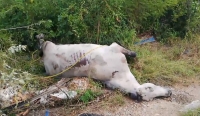 Hallan caballos muertos en brecha de Mérida