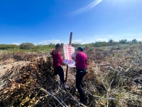 Detecta Profepa nuevas obras ilegales en manglar de Chelem