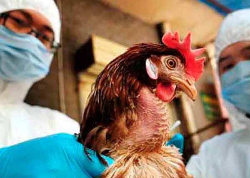 Vacuna contra influenza estacional ayuda a reducir gravedad de gripe aviar