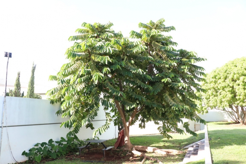 Rescatan el árbol del hule maya “kiik”