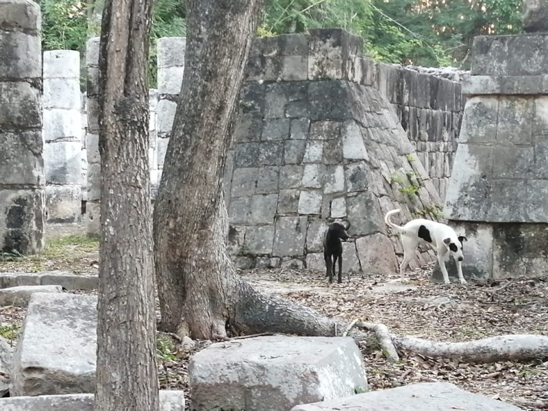 Rescate de perros en Chichén Itzá cubre su primera fase