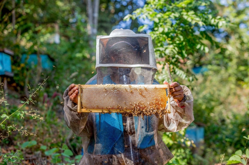 Aumentan exportaciones de miel mexicana
