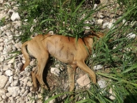 Denuncian envenenamiento  de perros y otras especies en Mérida