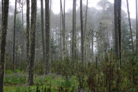 Urge política forestal para detener destrucción de bosques