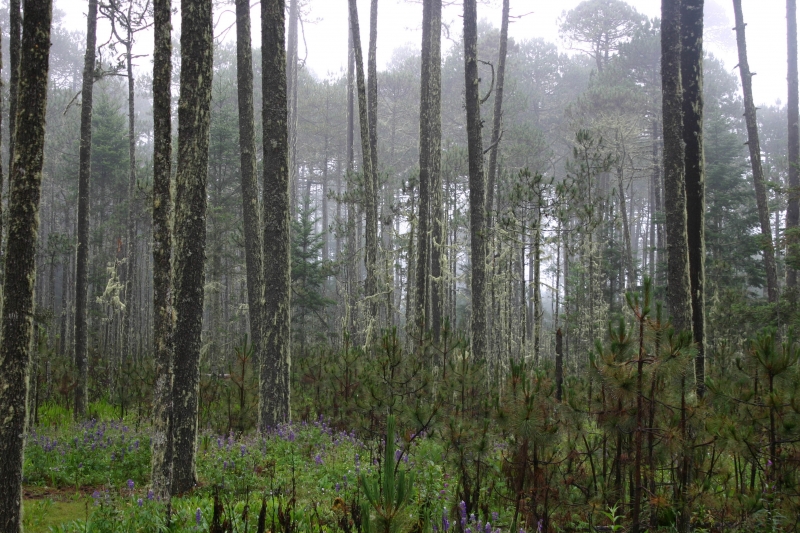 Urge política forestal para detener destrucción de bosques