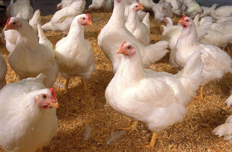 Un mito, uso de hormonas para crecimiento de pollos