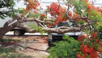 Frondoso árbol cae sobre camioneta