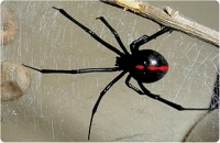 Alertan por presencia de araña viuda negra